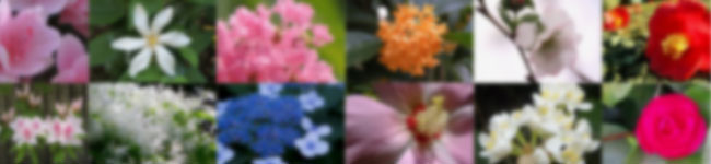 四季の花カレンダー